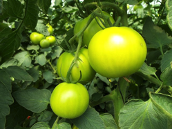tomatoes-hydroponics-pixa