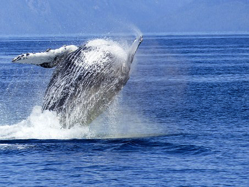 whale-pixa
