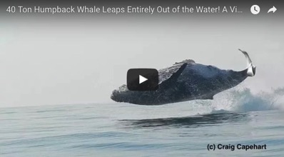 40 ton whale filmed jumping fully out of the water like it s some kind of hotshot dolphin or something