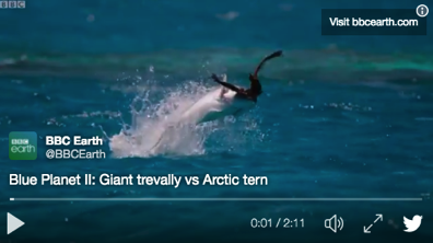 Blue Planet II clip shows fish jumping out of water to swallow birds
