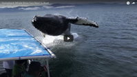 A humpback whale breaches next to a boat drenching passengers