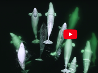 A pod of beluga whales adopted a lost narwhal and it s too wholesome