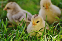 Banners and Alerts and 3 Chicks on Green Grass Free Stock Photo