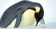 BBC crew interrupt filming to rescue penguins in latest David Attenborough show