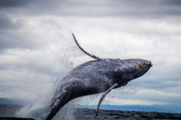 Black and White Whale Jumping on Water Free Stock Photo