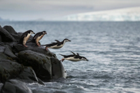 Climate Change is Decimating Antarctic Chinstrap Penguins Time