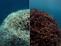 Coral reefs could vanish by 2100 Before and after photos show it now Business Insider