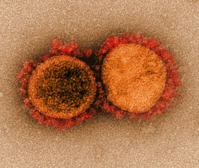 Coronavirus - Image NIAID