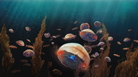 Cyborg Jellyfish Could One Day Explore the Ocean Scientific American