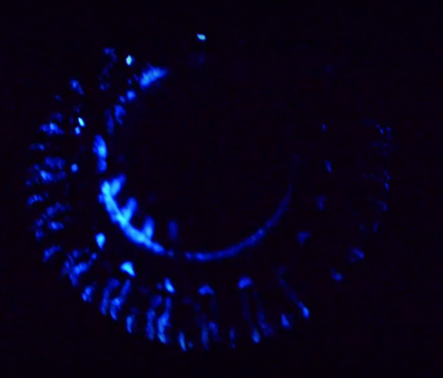 How Deep Sea Creatures Emit Their Own Light Video NYTimes com