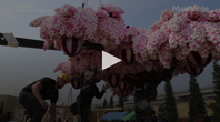 Legoland Japan built a life sized cherry blossom tree out of Legos