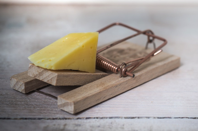 Mouse Trap Cheese Device Free photo on Pixabay