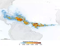 NASA satellites find biggest seaweed bloom in the world ScienceBlog com