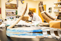 A view of a split mammoth tusk at the Alaska Stable Isotope Facility at the University of Alaska Fairbanks. Karen Spaleta, deputy director of the facility, prepares a piece of mammoth tusk for analysis in the background. JR Ancheta, University of Alaska Fairbanks