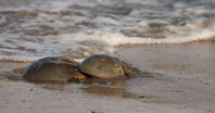 Horseshoe crabs, the plentiful, strange and ancient life form crawling beneath the Chesapeake waters, carry within them a highly-prized, copper-based, blue-colored blood that's used worldwide for testing vaccines and medical devices for toxins. (Dreamstime/Dreamstime/TNS)