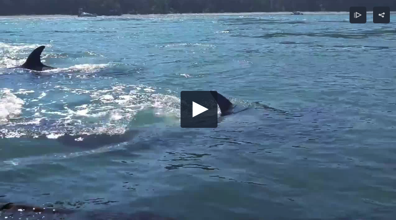 Paddleboarders surprised by a pod of orca whales hunting seals
