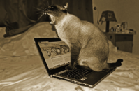 cat on laptop