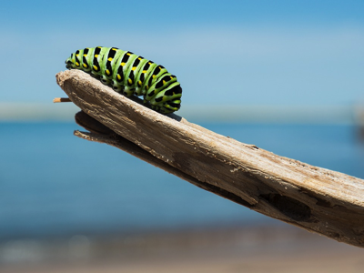 Caterpillar Branch Larva Lepidoptera Insect