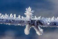 Eiskristalle Frost Frozen Cold Ice Crystals