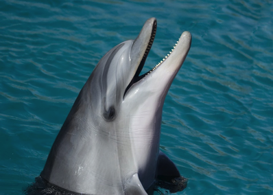 dolphin