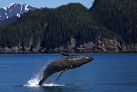 Humpback Whale Jumping Breaching Ocean Mammal