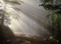 Rise Morning Fog Sunbeam Forest Morgenstimmung