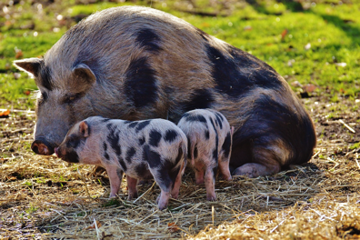 piglets