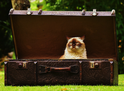 suitcase with cat