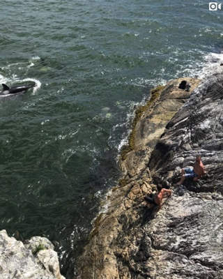 Pod of killer whales charge two swimmers in a terrifying display of nature