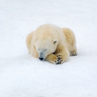 Polar bear on white snow 2021 08 26 22 36 09 utc