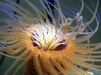 Simple sea anemones not so simple after all ScienceBlog com