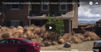 Some Californians are having a frightening invasion of tumbleweeds
