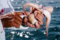 The Race to Produce the World s First Farm Raised Octopus Time