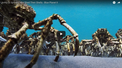 These hundreds of spider crabs marching looks creepy but stunning