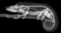 These X rays of zoo animals are extraordinarily creepy