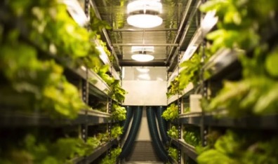 This Vertical Farm Wants To Be An Agriculture Company Not A Tech Company
