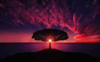 Tree Sunset Amazing Free photo on Pixabay