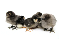 a family of chicks