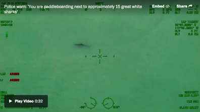 You are paddleboarding next to approximately 15 great white sharks chopper tells Calif beachgoers The Washington Post