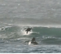 You ll never be as thrilled as this surfer who got wiped out by a dolphin